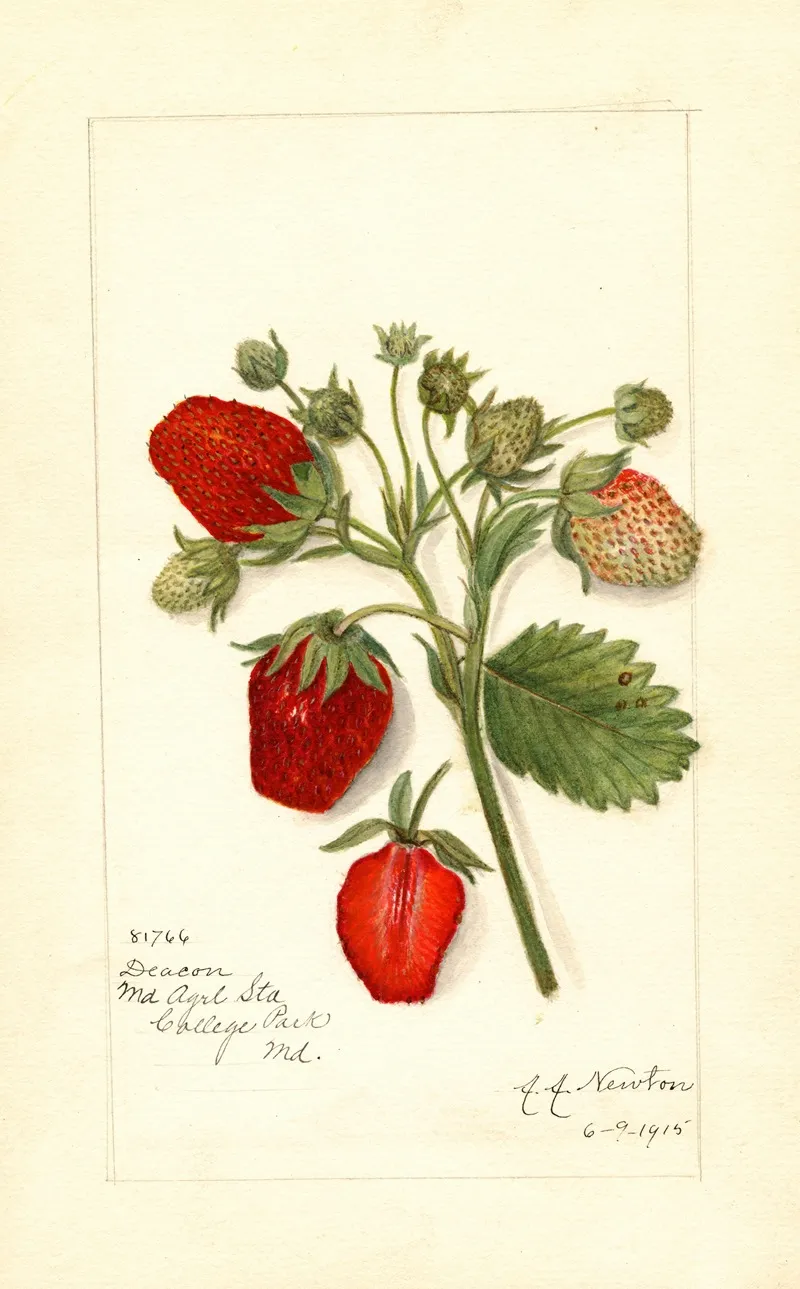 Fragaria Deacon Wall Art by Amanda Almira Newton - High-Resolution Digital Print
