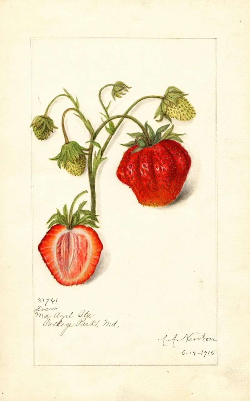 Fragaria Dew 2 Wall Art by Amanda Almira Newton - High-Resolution Digital Print