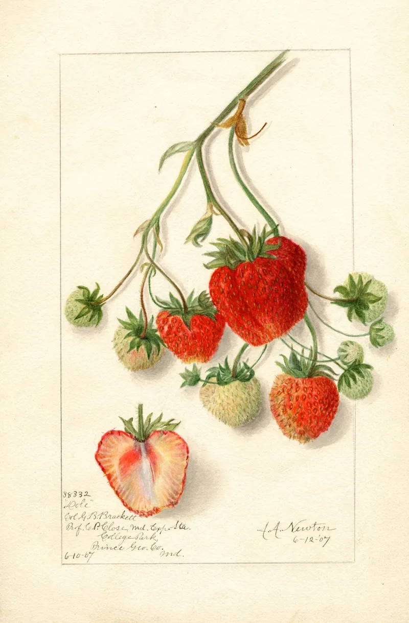 Fragaria Dole Wall Art by Amanda Almira Newton - High-Resolution Digital Print