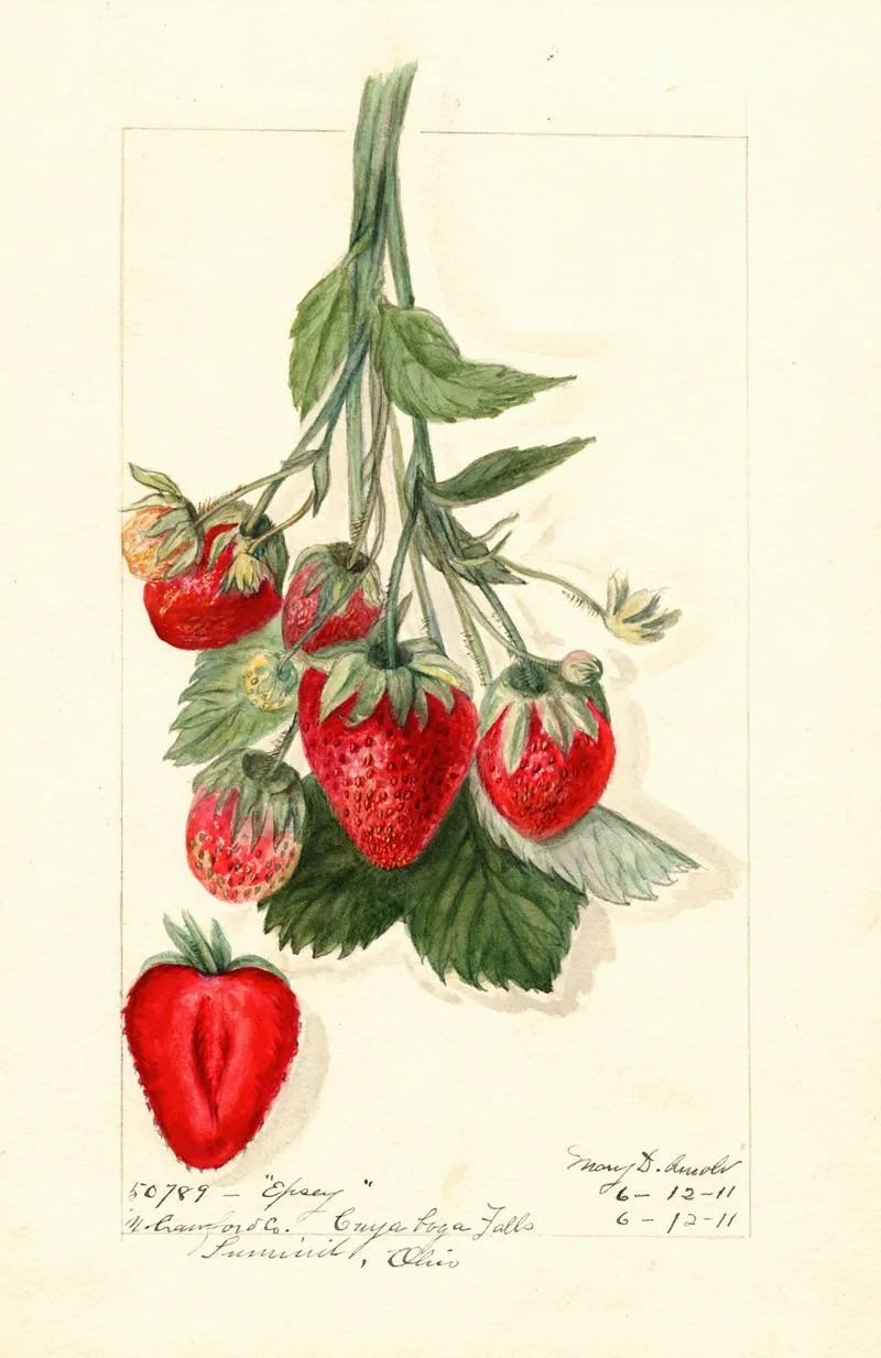 Fragaria Epsey Wall Art by Mary Daisy Arnold - High-Resolution Digital Print