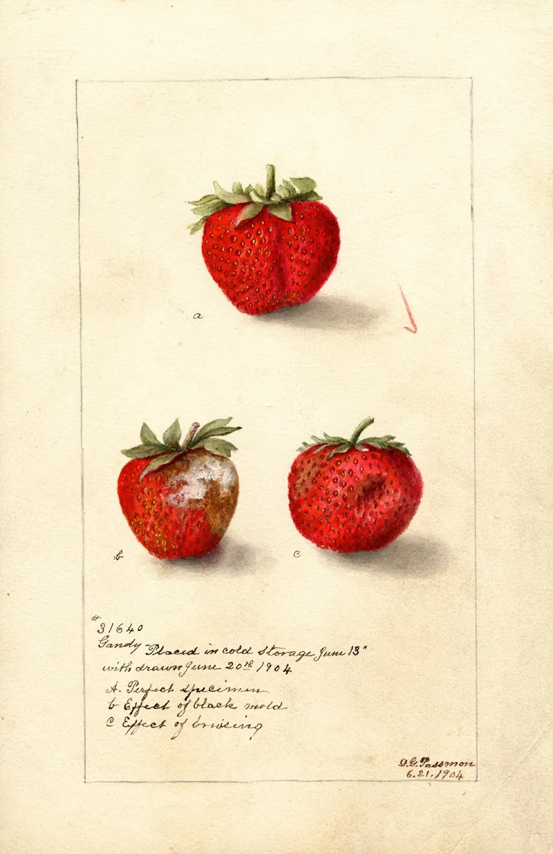 Fragaria Gandy Wall Art by Deborah Griscom Passmore - High-Resolution Digital Print