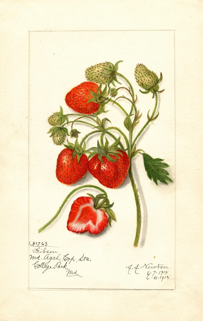Fragaria Gibson Wall Art by Amanda Almira Newton - High-Resolution Digital Print
