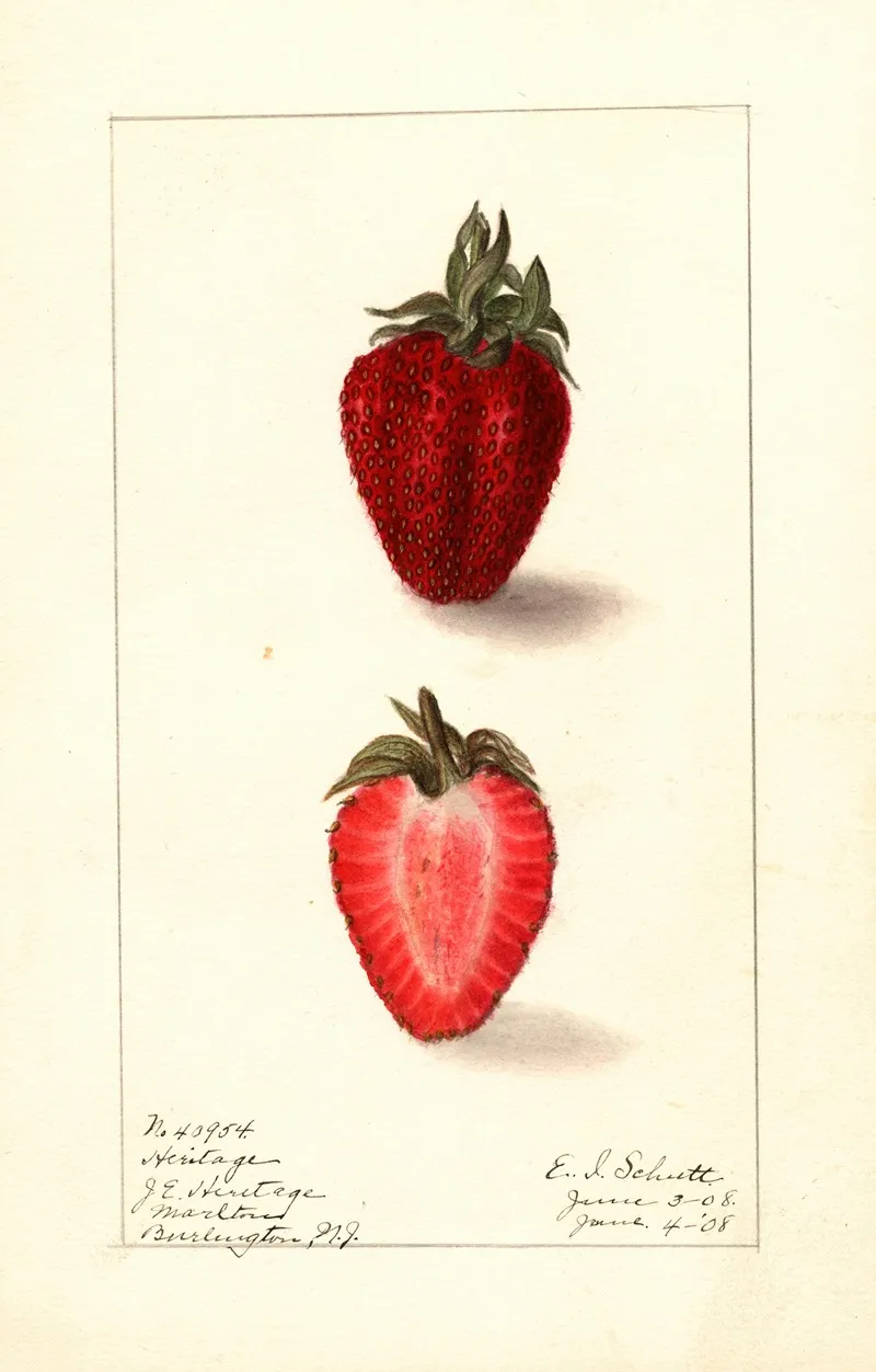 Fragaria Heritage Wall Art by Ellen Isham Schutt - High-Resolution Digital Print