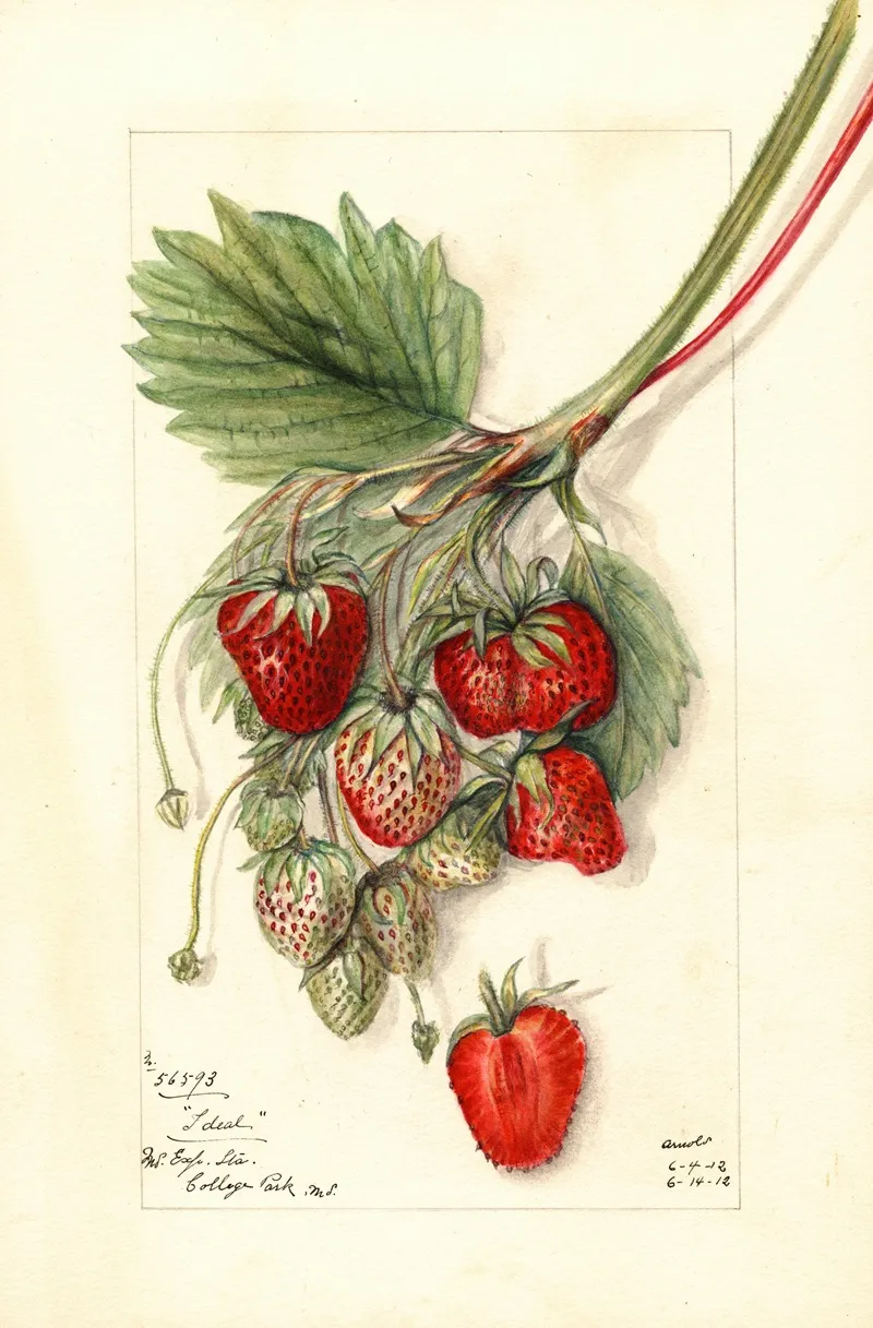 Fragaria Ideal Wall Art by Mary Daisy Arnold - High-Resolution Digital Print