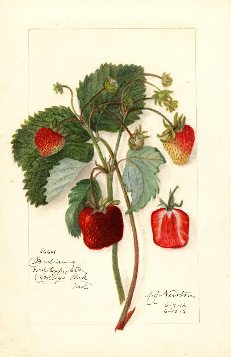 Fragaria Indiana Wall Art by Amanda Almira Newton - High-Resolution Digital Print