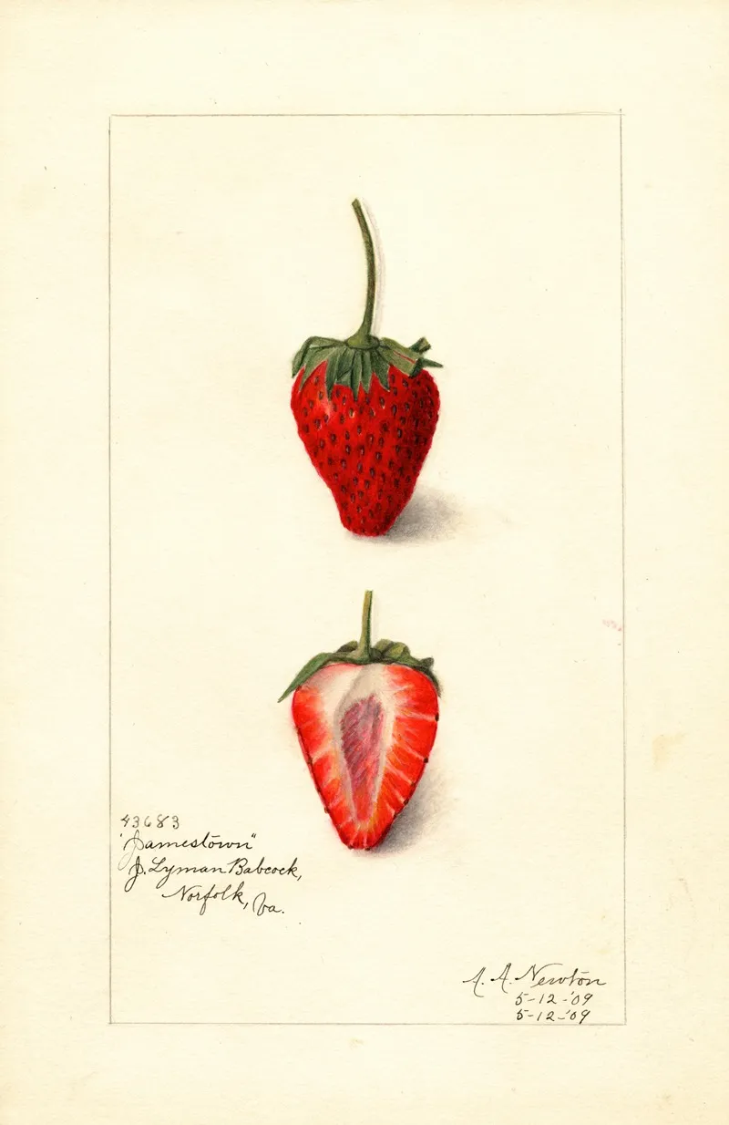 Fragaria Jamestown Wall Art by Amanda Almira Newton - High-Resolution Digital Print