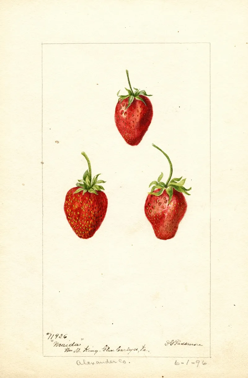 Fragaria Maida Wall Art by Deborah Griscom Passmore - High-Resolution Digital Print