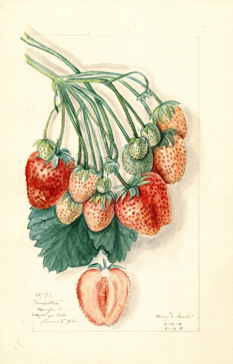 Fragaria Manhattan Wall Art by Mary Daisy Arnold - High-Resolution Digital Print