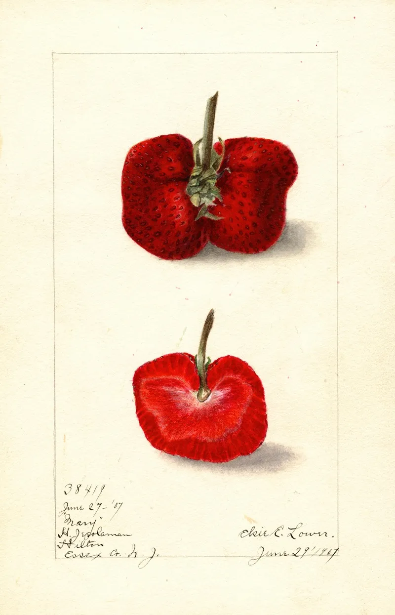 Fragaria Mary Wall Art by Elsie E. Lower - High-Resolution Digital Print