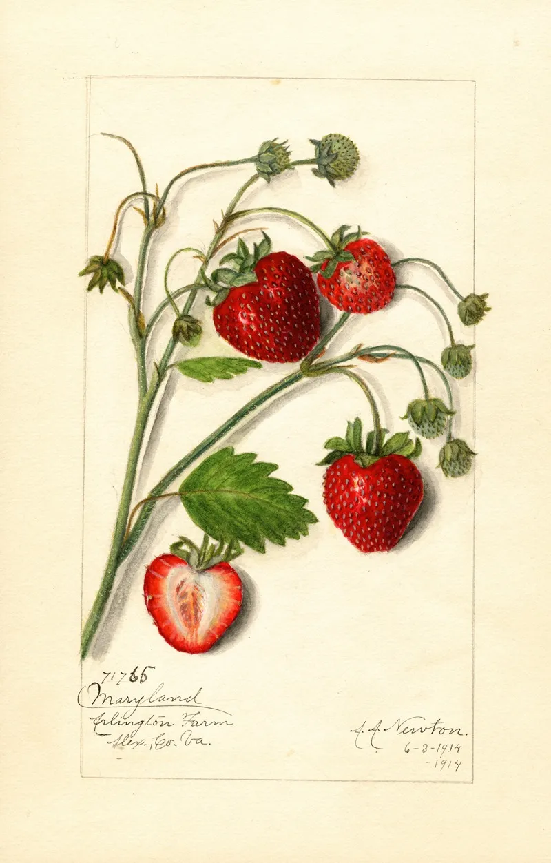 Fragaria Maryland Wall Art by Amanda Almira Newton - High-Resolution Digital Print