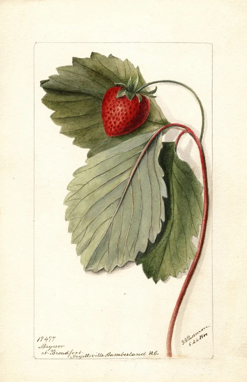 Fragaria Maynor 2 Wall Art by Deborah Griscom Passmore - High-Resolution Digital Print