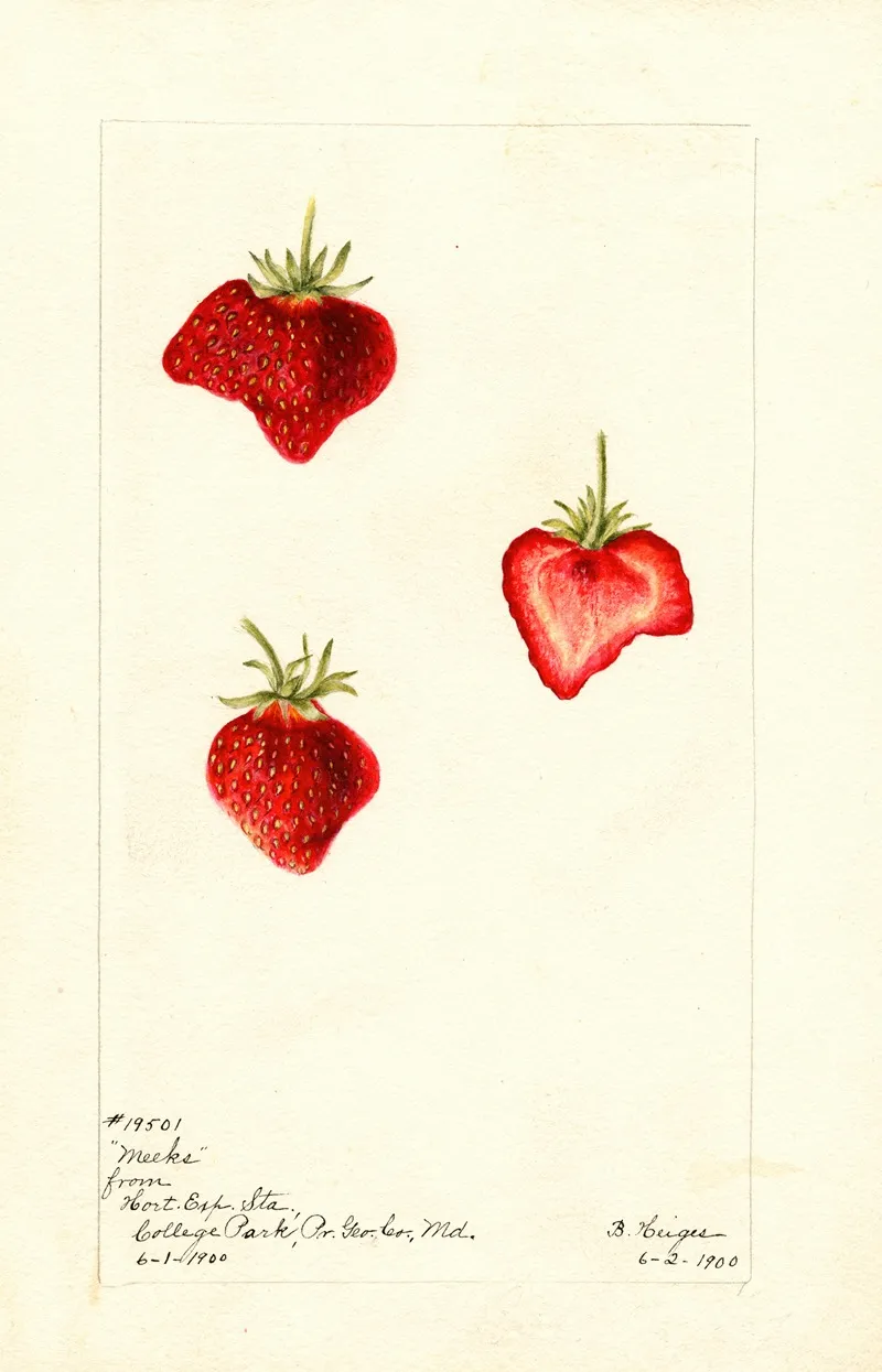 Fragaria Meeks Wall Art by Bertha Heiges - High-Resolution Digital Print