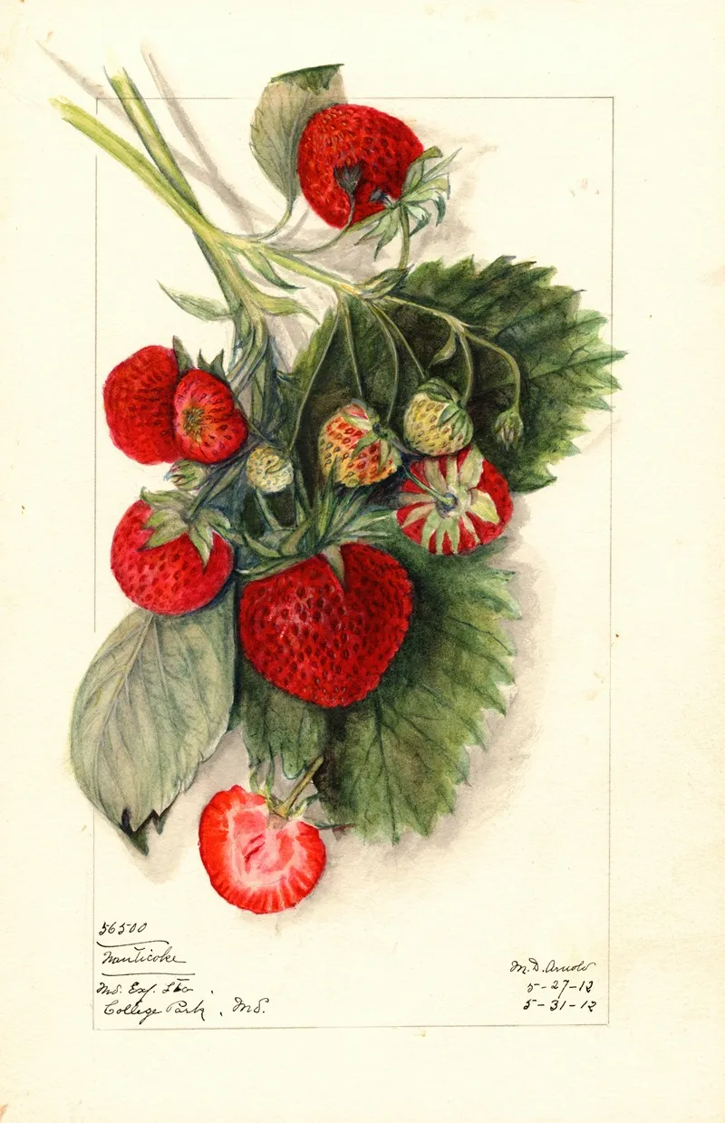 Fragaria Nanticoke Wall Art by Mary Daisy Arnold - High-Resolution Digital Print