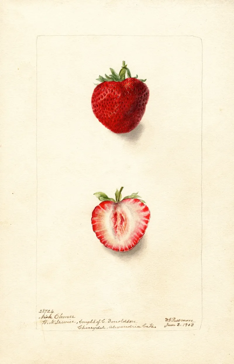 Fragaria Nick Ohmer Wall Art by Deborah Griscom Passmore - High-Resolution Digital Print