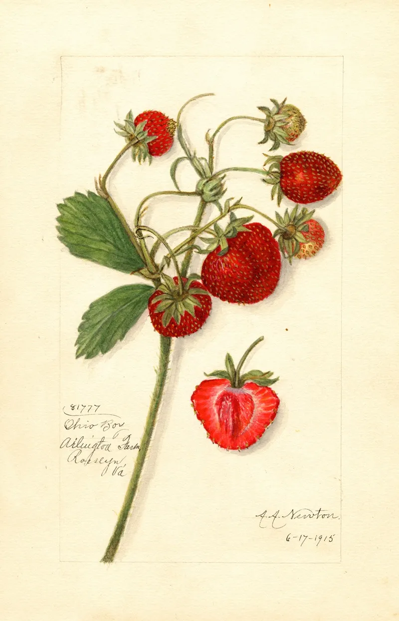 Fragaria Ohio Bay Wall Art by Amanda Almira Newton - High-Resolution Digital Print