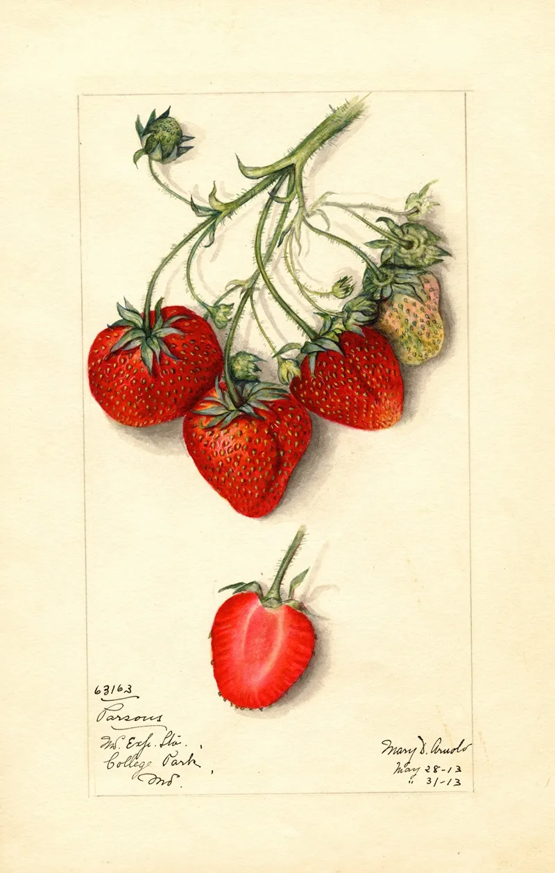 Fragaria Parsons Wall Art by Mary Daisy Arnold - High-Resolution Digital Print
