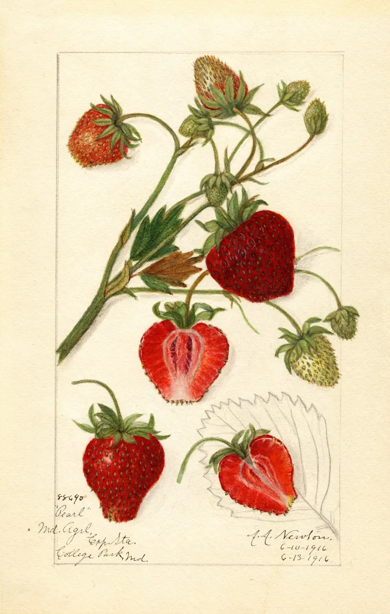Fragaria Pearl Wall Art by Amanda Almira Newton - High-Resolution Digital Print