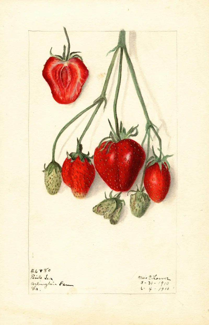 Fragaria Pink Tea Wall Art by Elsie E. Lower - High-Resolution Digital Print
