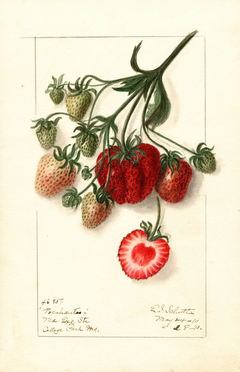 Fragaria Pocahontas Wall Art by Ellen Isham Schutt - High-Resolution Digital Print