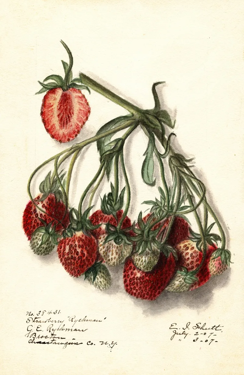 Fragaria Ryckman Wall Art by Ellen Isham Schutt - High-Resolution Digital Print