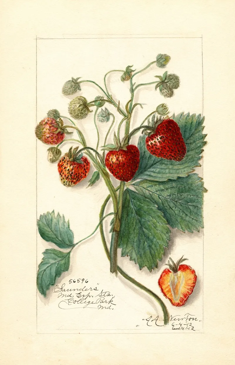 Fragaria Saunders Wall Art by Amanda Almira Newton - High-Resolution Digital Print