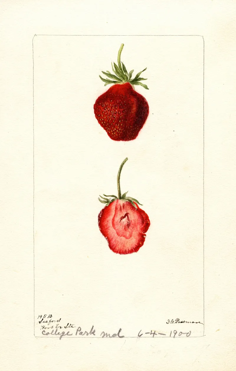 Fragaria Seaford Wall Art by Deborah Griscom Passmore - High-Resolution Digital Print