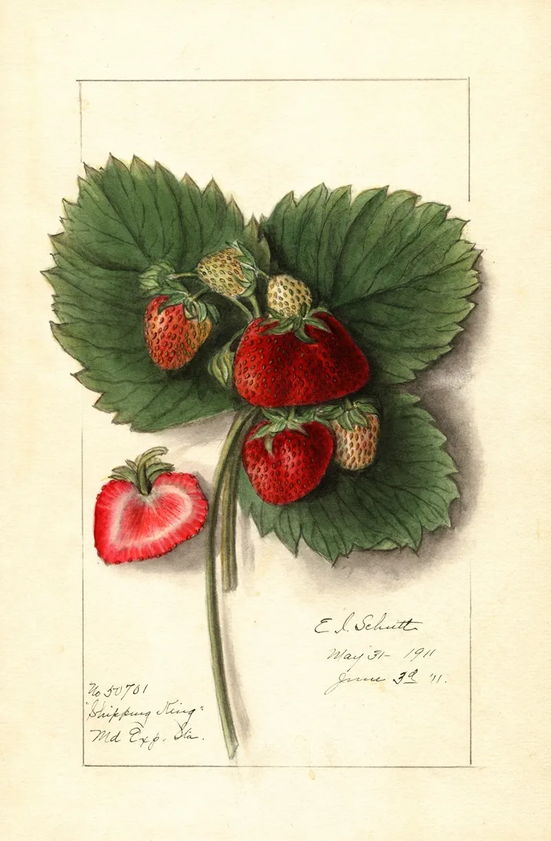 Fragaria Shipping King Wall Art by Ellen Isham Schutt - High-Resolution Digital Print