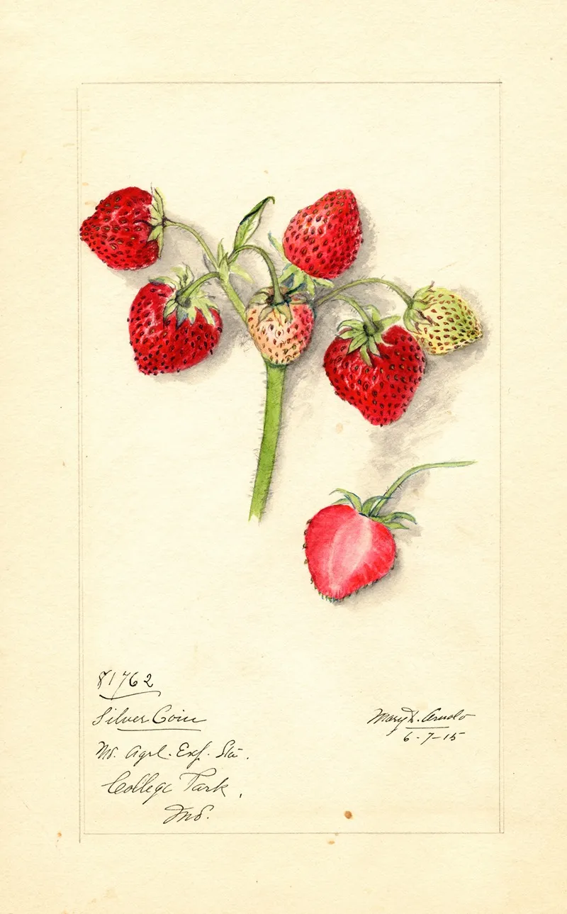 Fragaria Silver Coin Wall Art by Mary Daisy Arnold - High-Resolution Digital Print