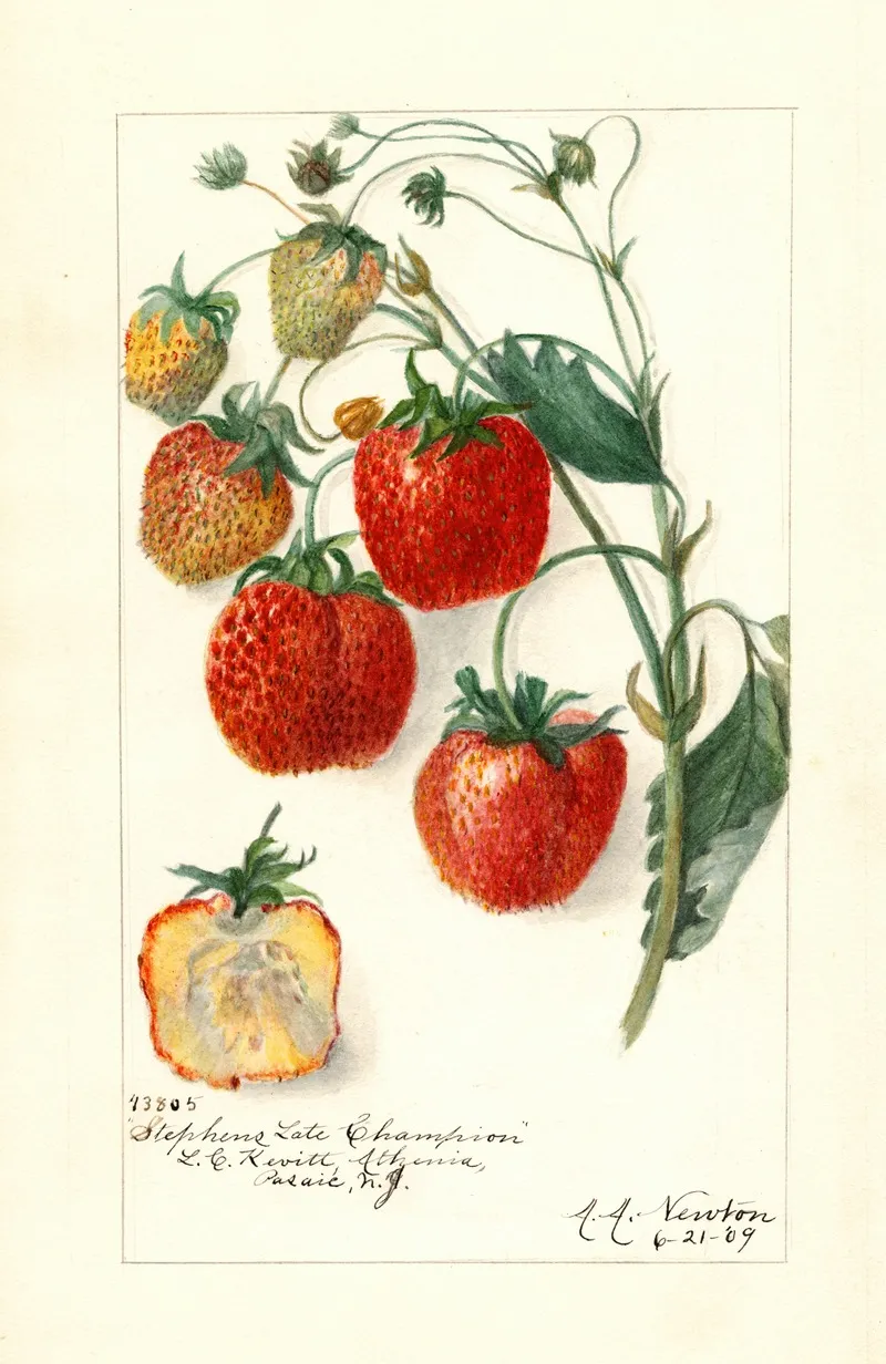 Fragaria Stephens Late Champion Wall Art by Amanda Almira Newton - High-Resolution Digital Print