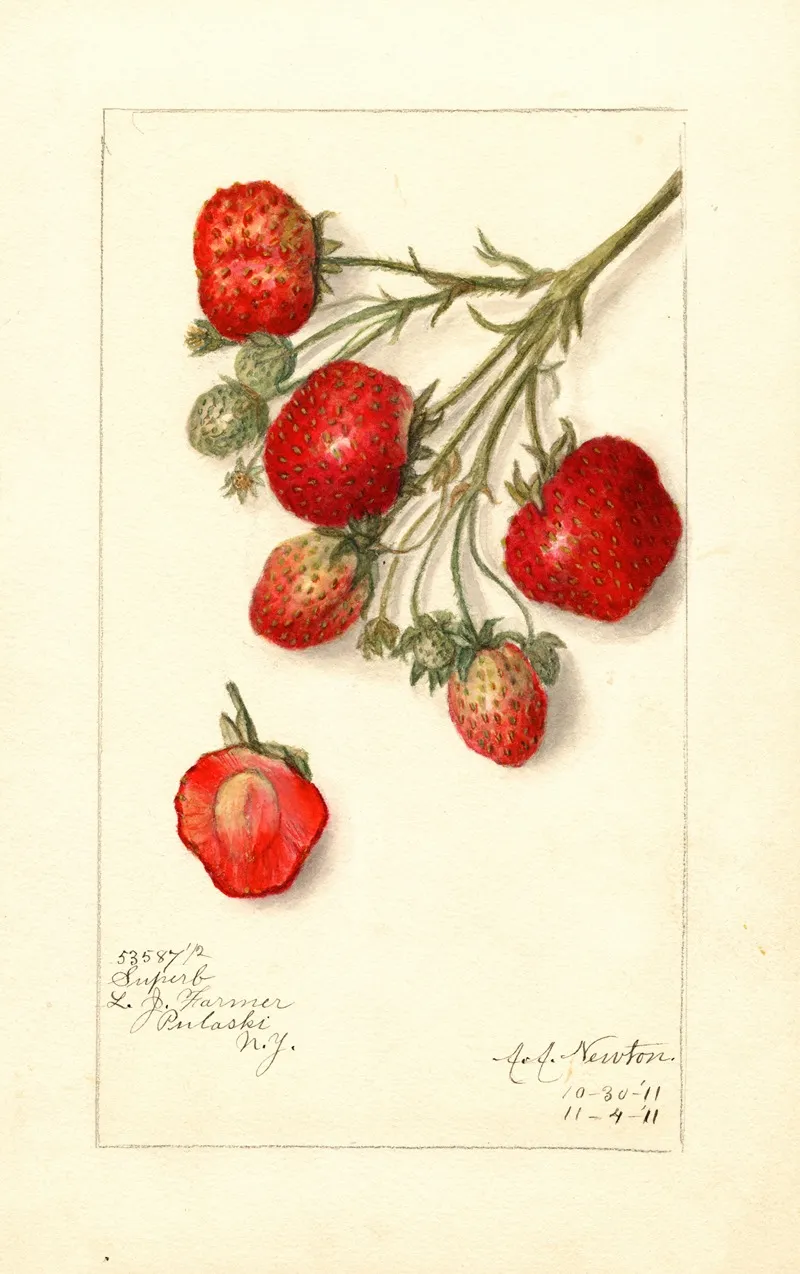 Fragaria Superb Wall Art by Amanda Almira Newton - High-Resolution Digital Print