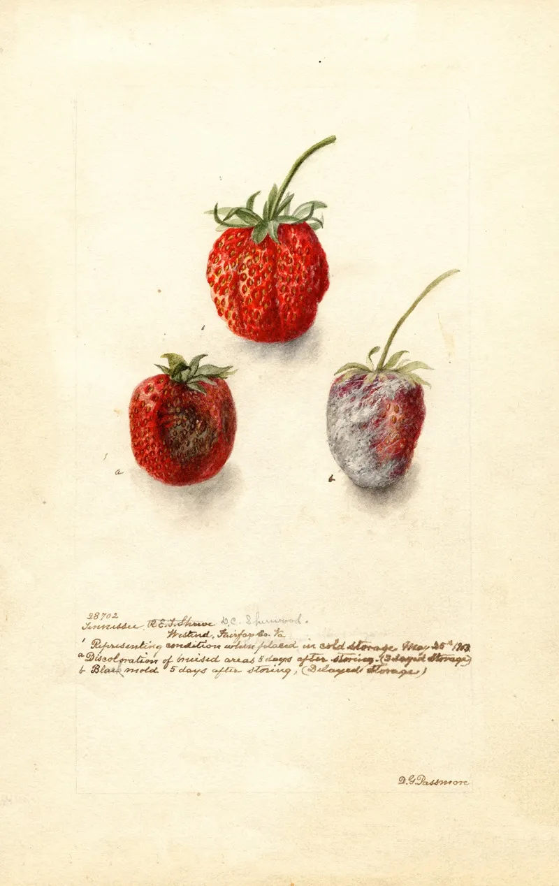 Fragaria Tennessee Wall Art by Deborah Griscom Passmore - High-Resolution Digital Print