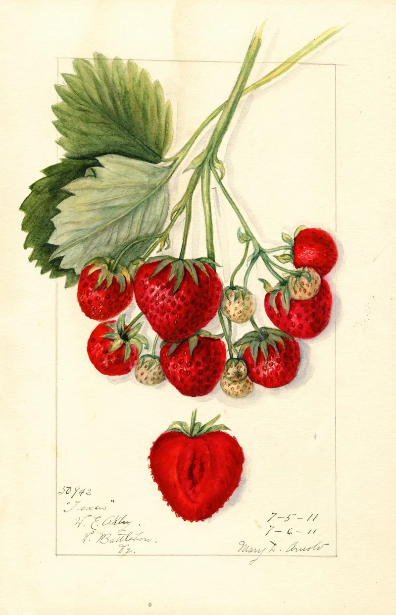 Fragaria Texas Wall Art by Mary Daisy Arnold - High-Resolution Digital Print