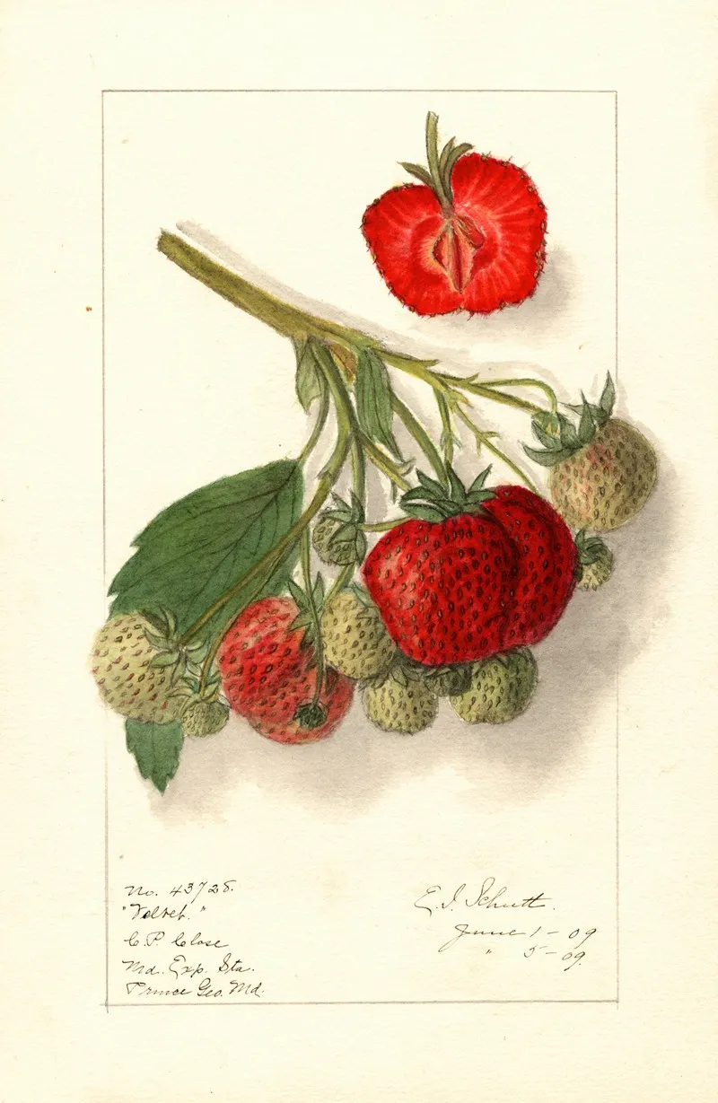 Fragaria Velvet Wall Art by Ellen Isham Schutt - High-Resolution Digital Print