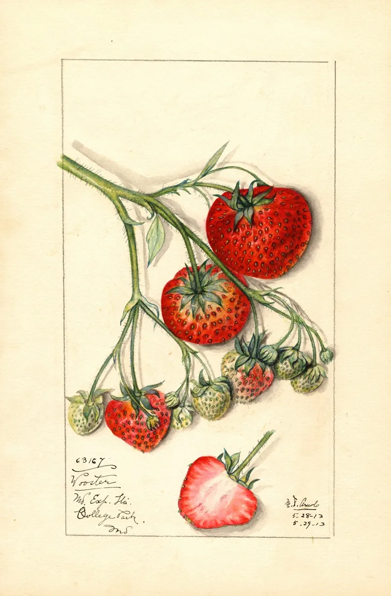Fragaria Wooster Wall Art by Mary Daisy Arnold - High-Resolution Digital Print