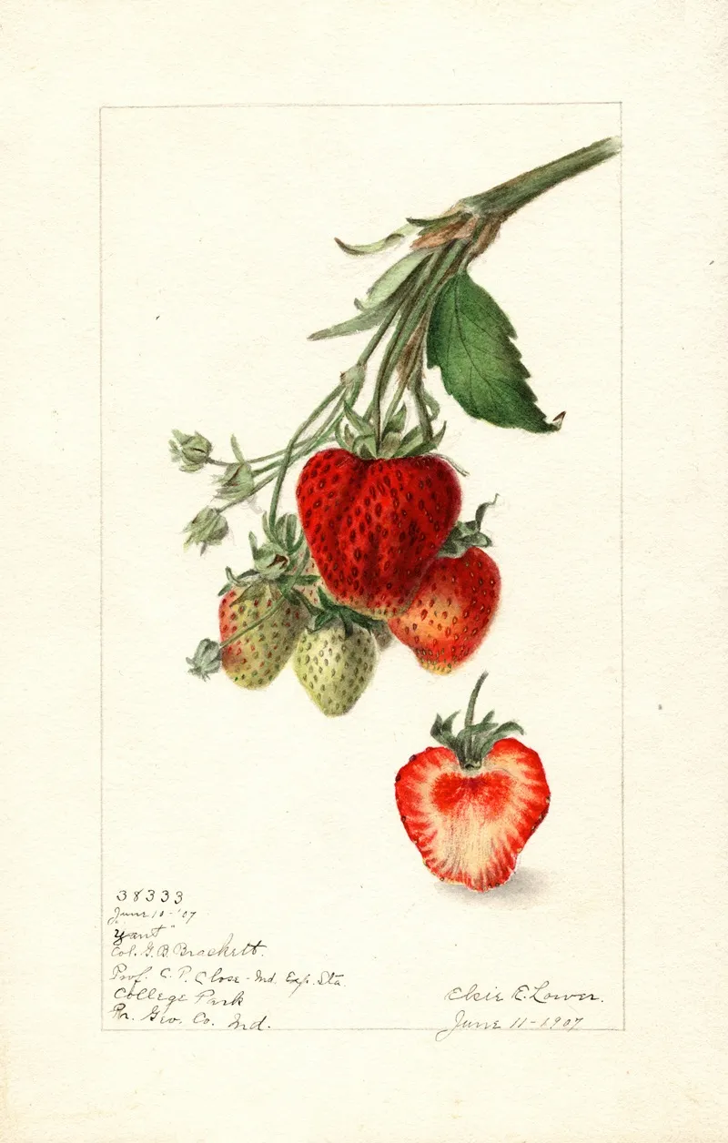Fragaria Yant Wall Art by Elsie E. Lower - High-Resolution Digital Print