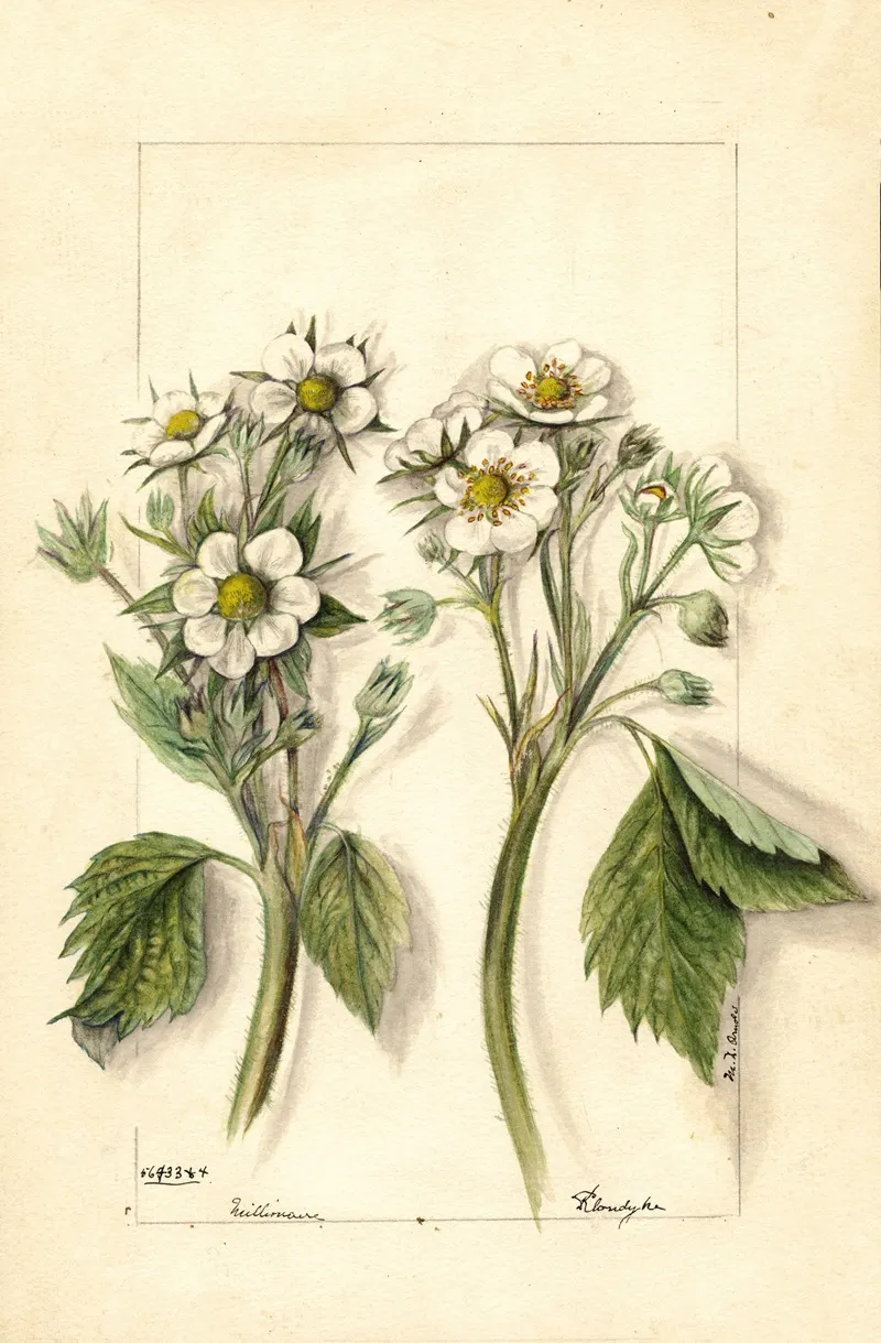 Fragaria Wall Art by Mary Daisy Arnold - High-Resolution Digital Print