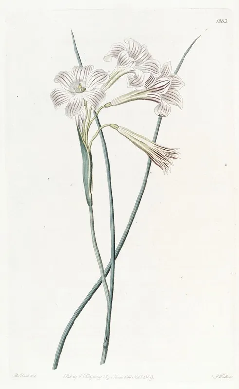 Fragrant Sisyrinchium Wall Art by Sydenham Edwards - High-Resolution Digital Print
