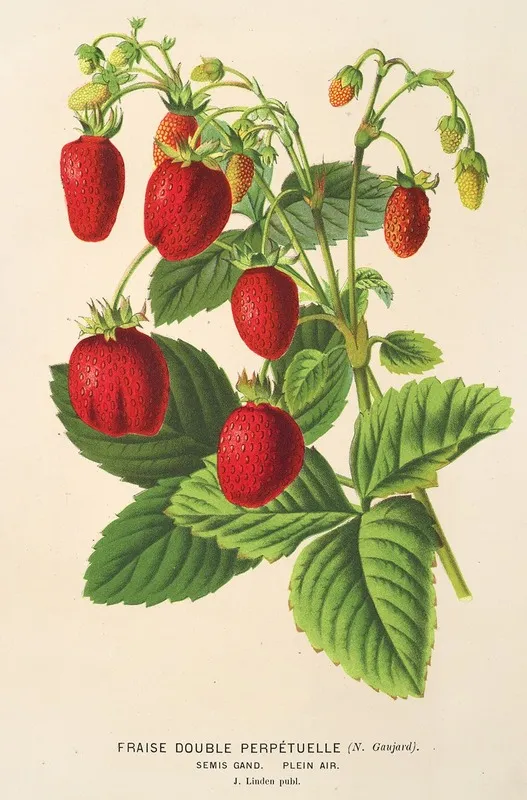 Fraise Double Perpetuelle Wall Art by Charles Antoine Lemaire - High-Resolution Digital Print