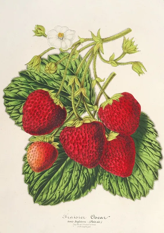 Fraisier Oscar Wall Art by Charles Antoine Lemaire - High-Resolution Digital Print