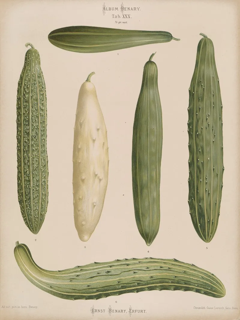 Frame Cucumbers Wall Art by Ernst Benary - High-Resolution Digital Print