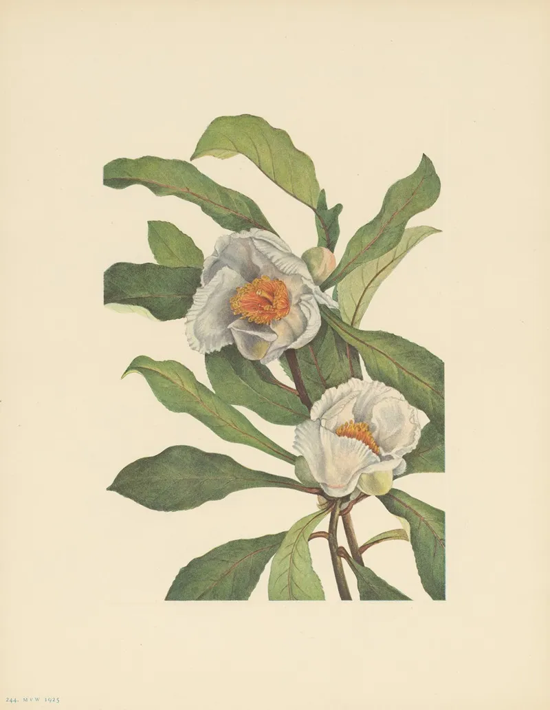 Franklinia Pranklinia Alatamaha 2