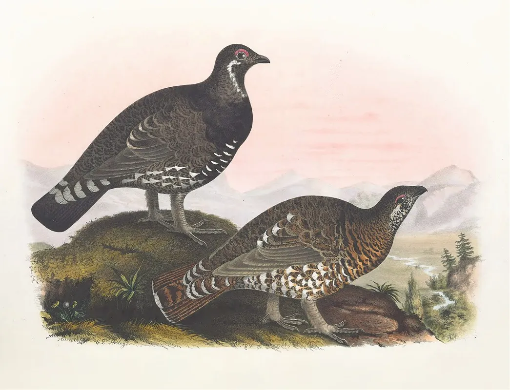 Franklins Grouse Wall Art by Daniel Giraud Elliot - High-Resolution Digital Print