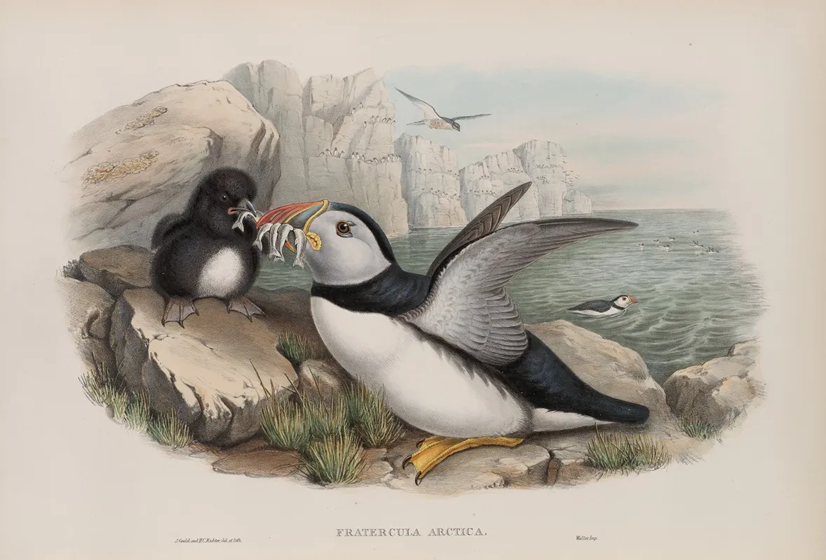 Fratecula Arctica Puffin Wall Art by John Gould - High-Resolution Digital Print