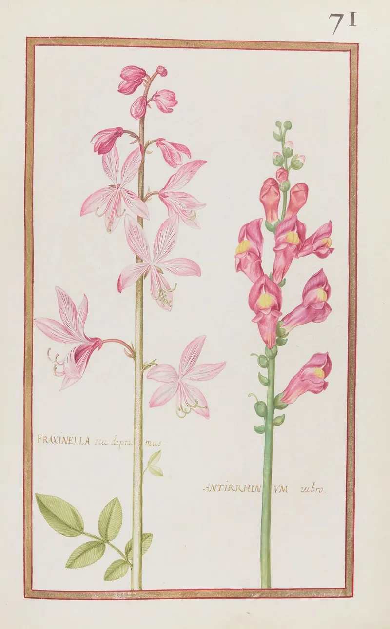 Fraxinella Seu Diptamus Antirrhinum Rubro Wall Art by Daniel Rabel - High-Resolution Digital Print
