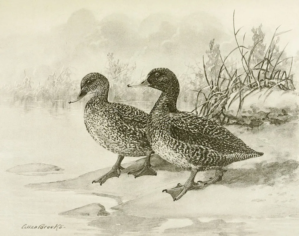 Freckled Duck Wall Art by Allan Brooks - High-Resolution Digital Print