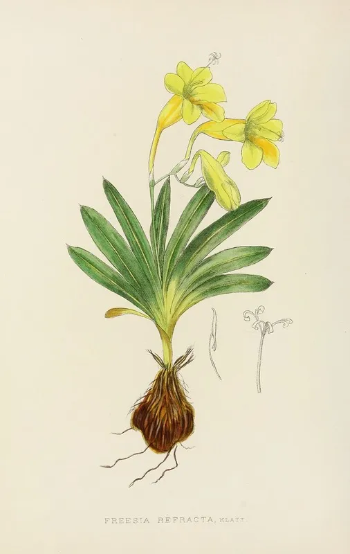 Freesia Refracta Wall Art by Illtyd Buller Pole-Evans - High-Resolution Digital Print