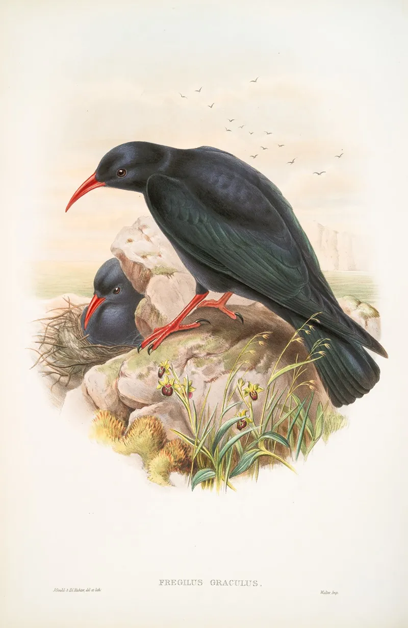 Fregilus Graculus Chough Wall Art by John Gould - High-Resolution Digital Print