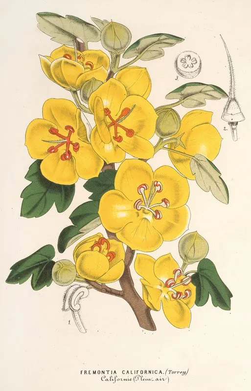Fremontia Californica Wall Art by Charles Antoine Lemaire - High-Resolution Digital Print