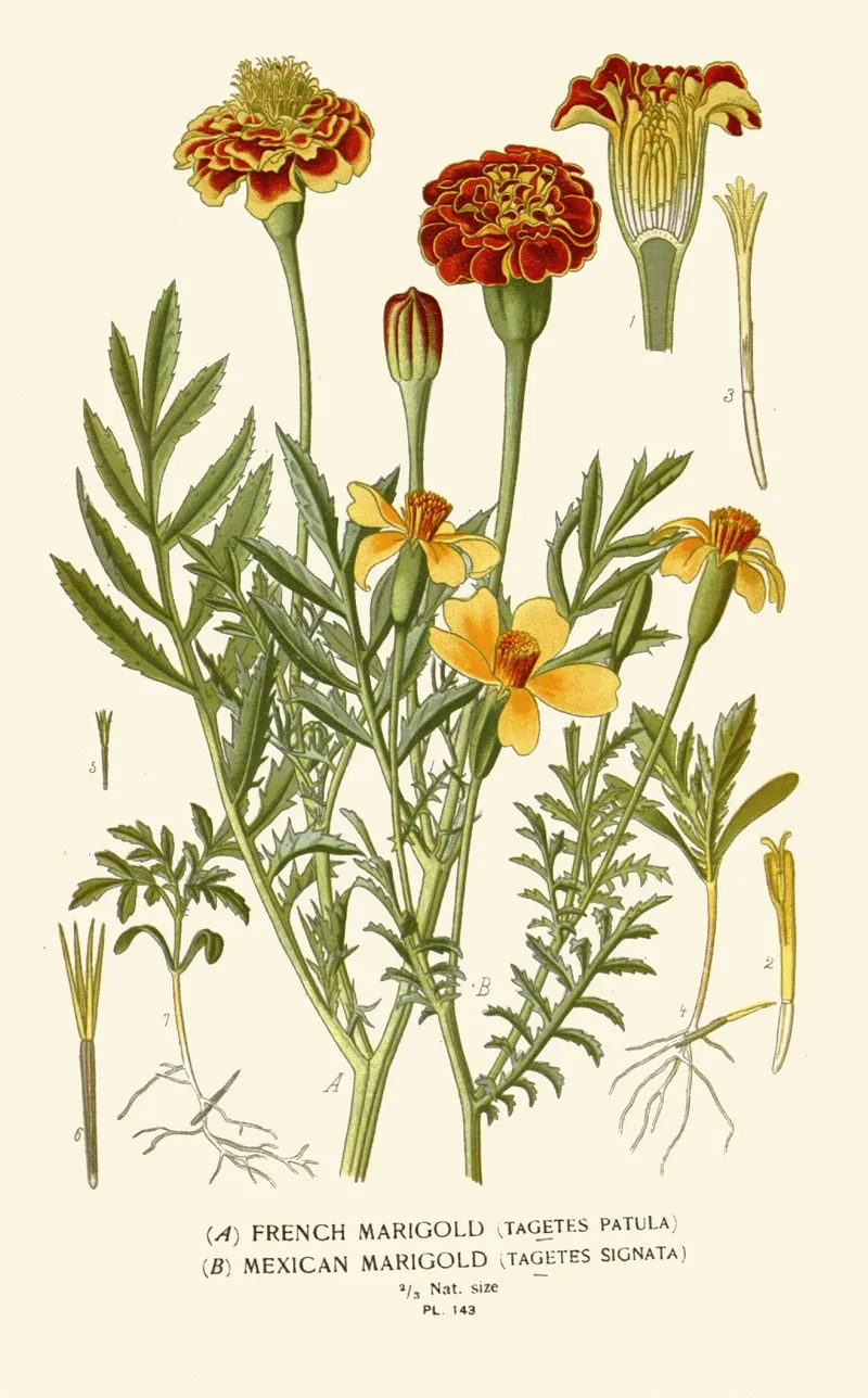 French Marigold Mexican Marigold Wall Art by Edward Step - High-Resolution Digital Print