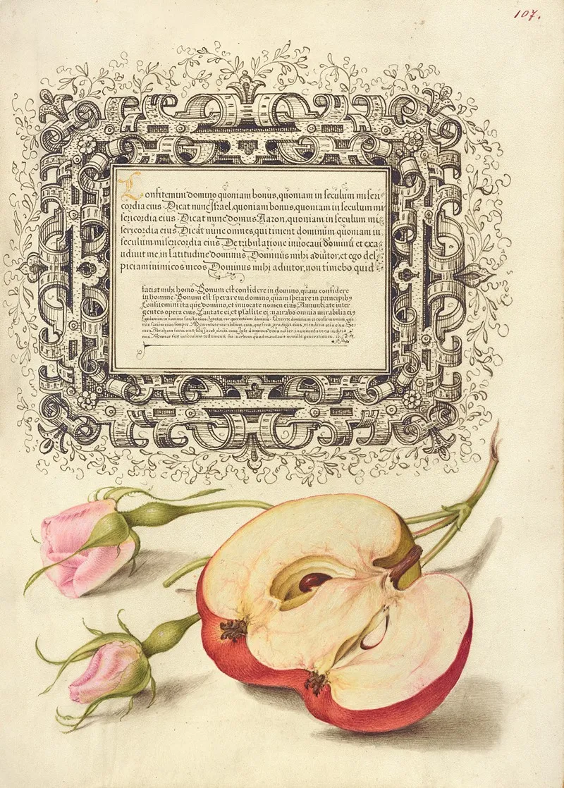 French Rose And Apple